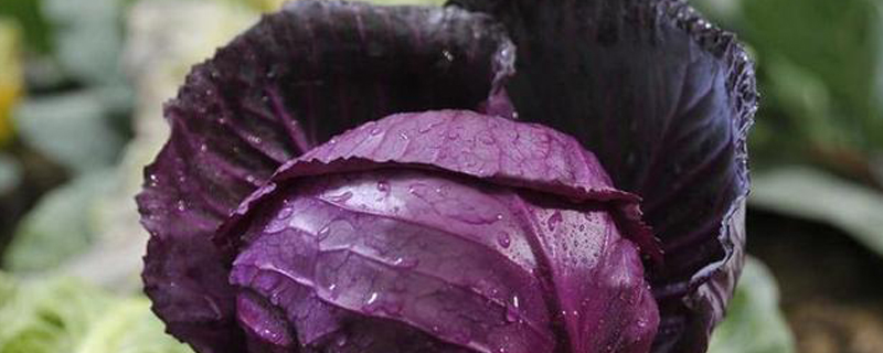 紫色的蔬菜有哪些