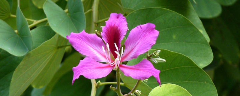 香港市花是什么