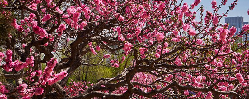 仙桃市花是什么