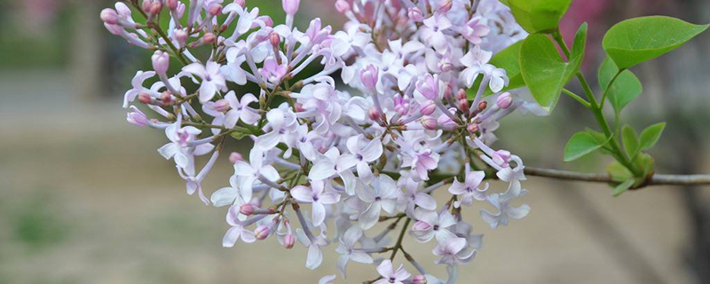 西宁市花是什么