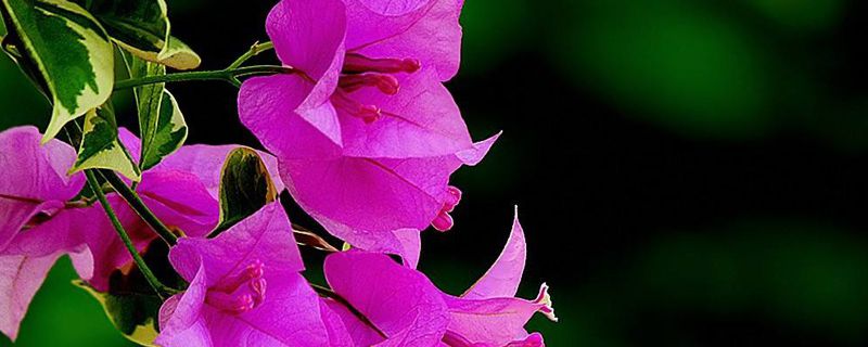 河源市花是什么 河源市花是什么