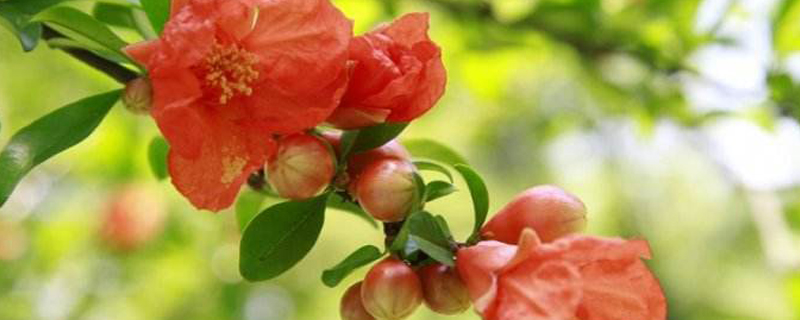 合肥市花是什么 合肥市花是什么