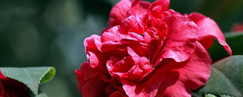 龙岩市花是什么