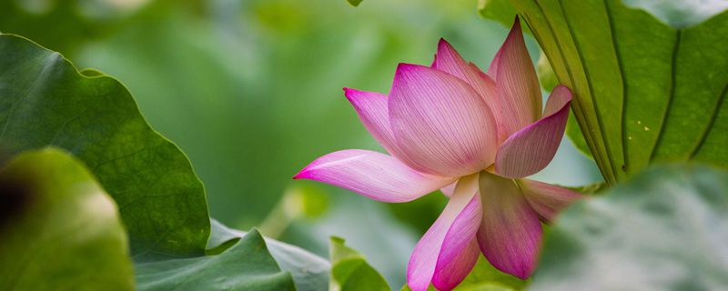 揭阳市花是什么