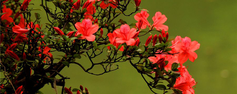 六盘水市花是什么