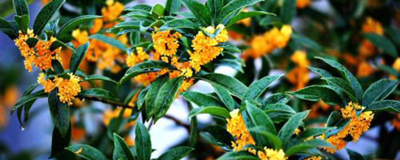 六安市花是什么