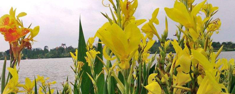 辽源市花是什么