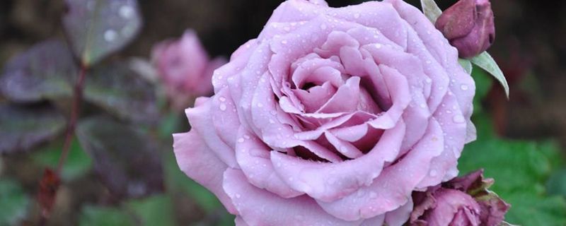 辽阳市花是什么