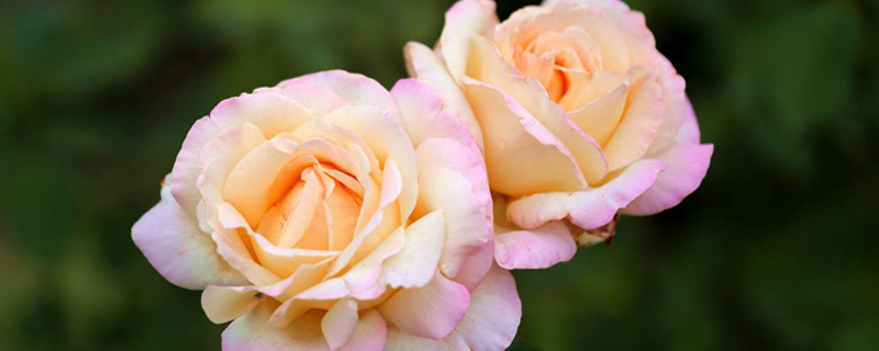 廊坊市花是什么