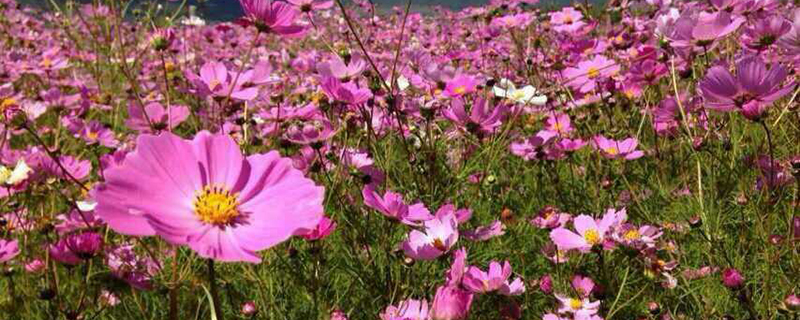 拉萨市花是什么