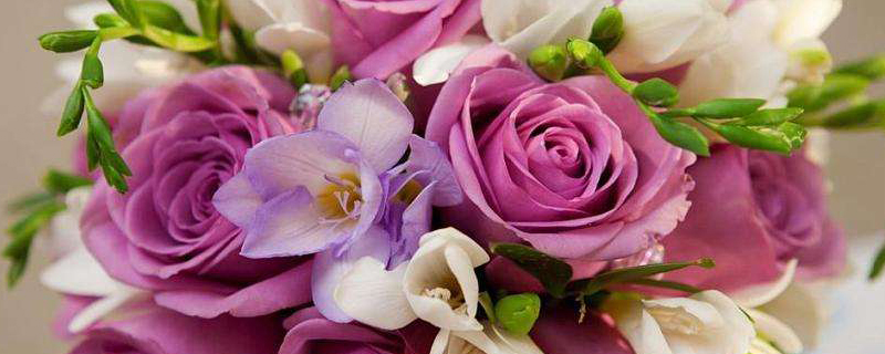 兰州市花是什么