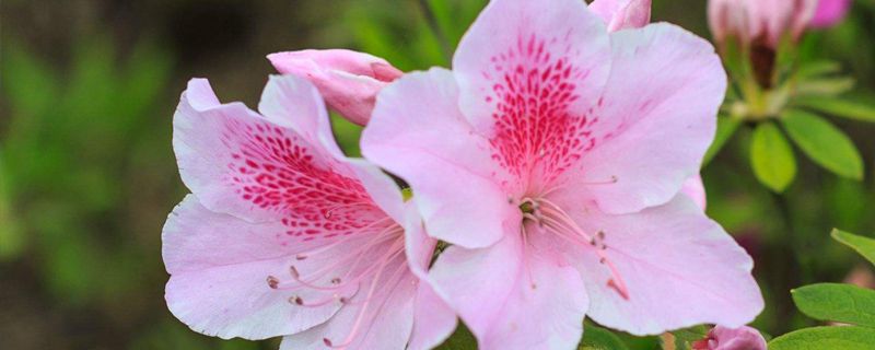 丹东市花是什么 丹东市花是什么