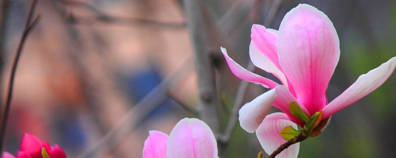 铜陵市树是什么