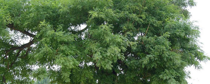 阳泉市树是什么