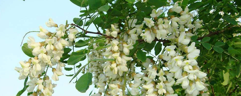 周口市树是什么