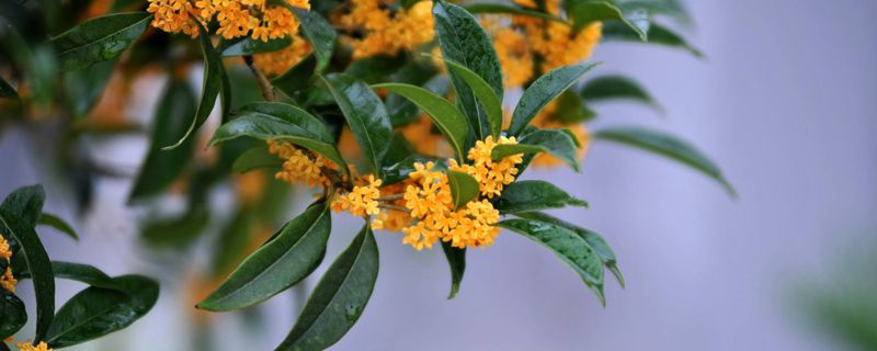 安顺市花是什么 安顺市花是什么