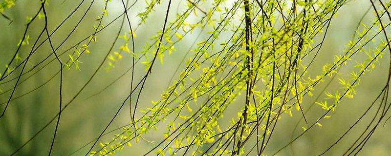 营口市树是什么