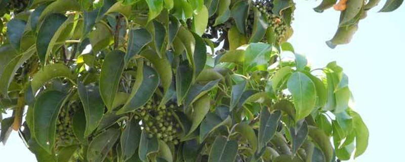 长沙市树是什么