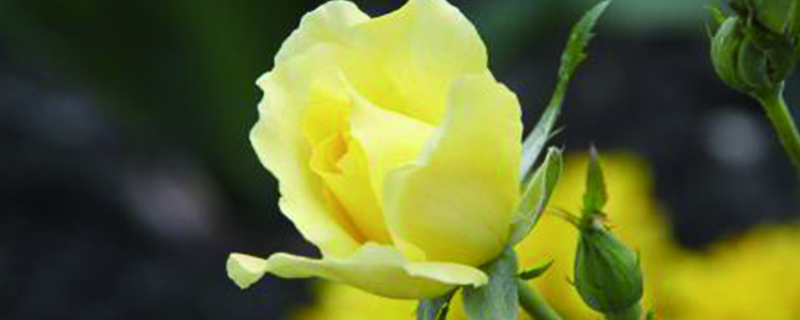 黄玫瑰花语是什么意思