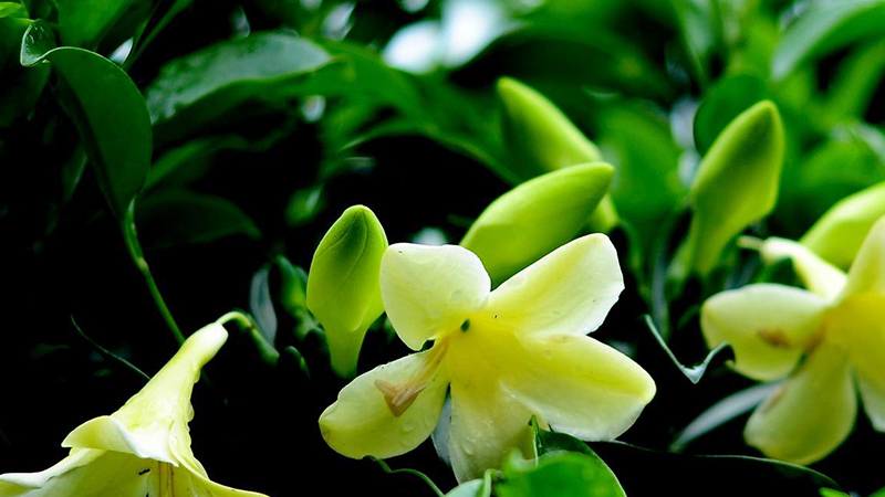 非洲茉莉的繁殖方法