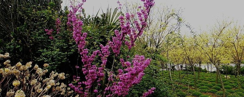 紫荆树几天浇一次水