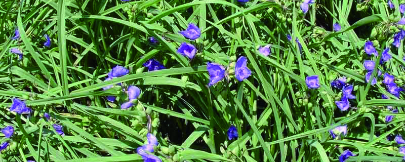 紫露草几天浇一次水