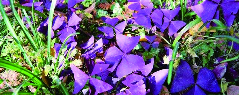 紫叶酢浆草几天浇一次水