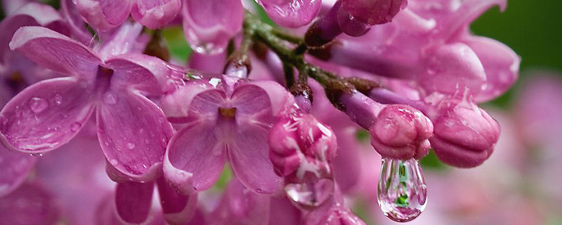 紫丁香几天浇一次水