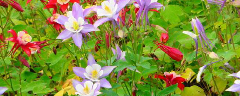 紫花耧斗菜几天浇一次水