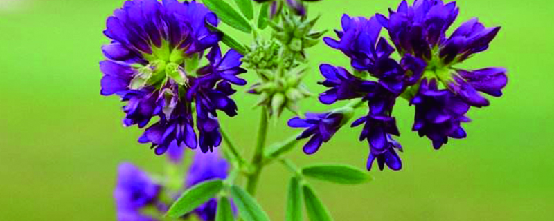 紫花苜蓿几天浇一次水