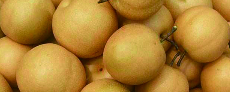 梨的种类