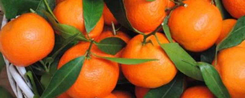 橘子的形状颜色味道