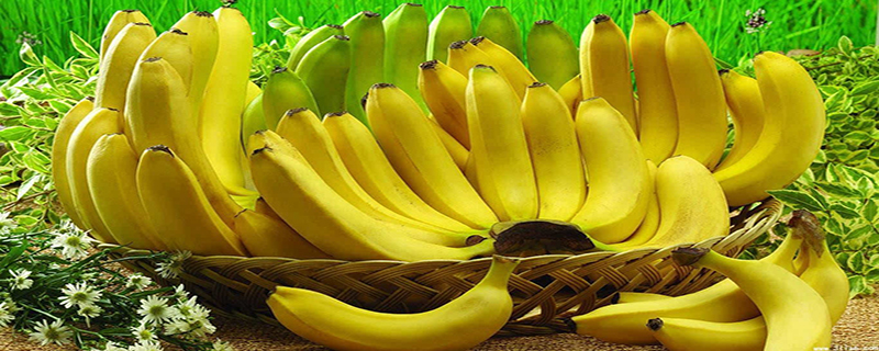 香蕉苗是怎么种出来的