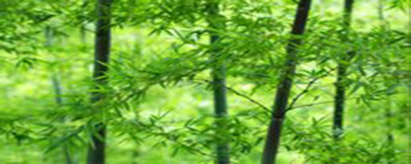 竹子是常绿树吗
