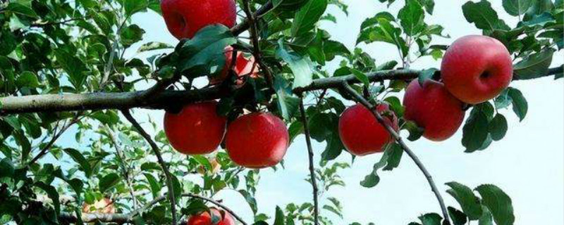 苹果树施肥最佳时间