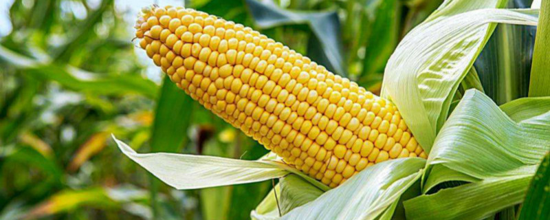 玉米是什么季节收获