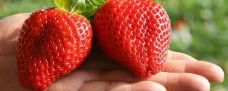 草莓是什么季节成熟的