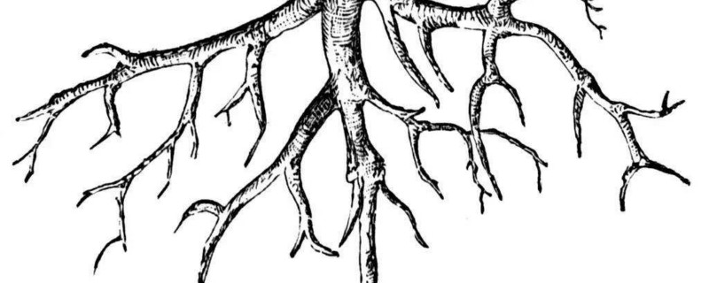 植物的根与茎的向光性相同吗