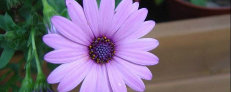 紫色雏菊花语