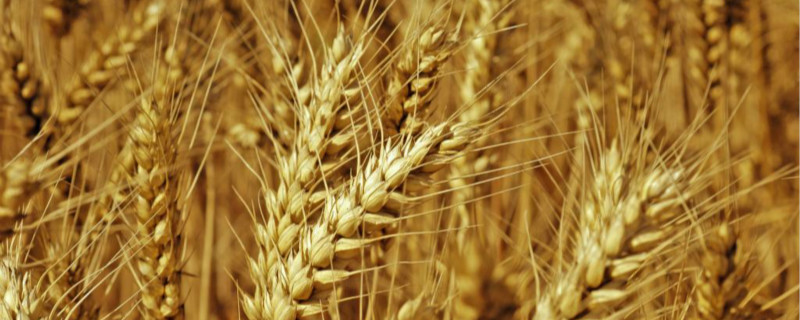 小麦成熟的季节