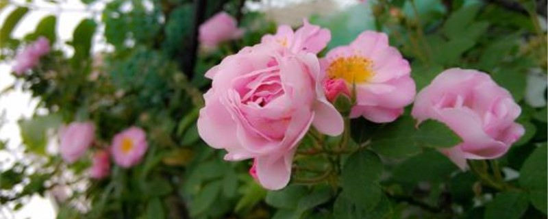 粉红色蔷薇花语