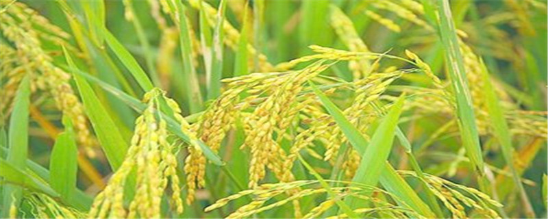 水稻收割时间