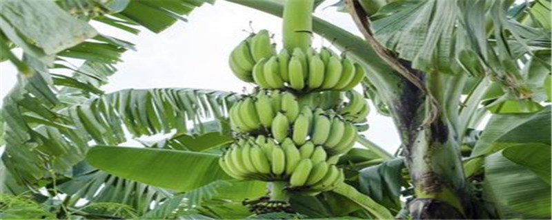 香蕉树是什么样的
