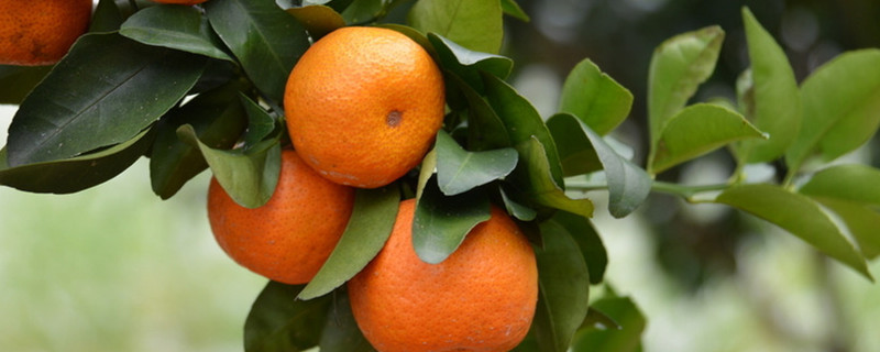 柑橘嫁接时间和方法