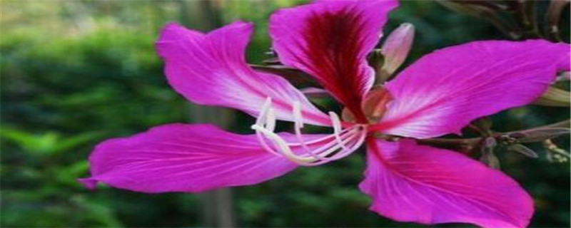 紫荆花的寓意与花语