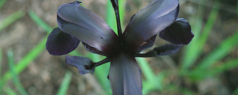 黑鸢尾花的花语