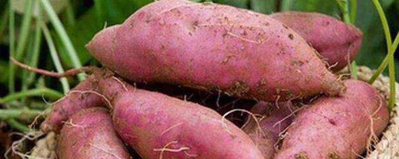 红薯的生长过程