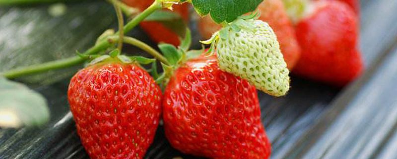 草莓几月份种