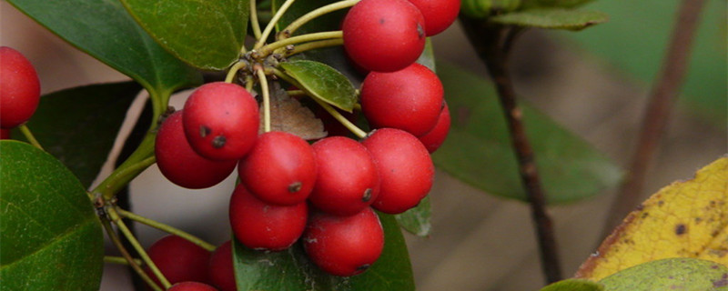 小红果子是什么树