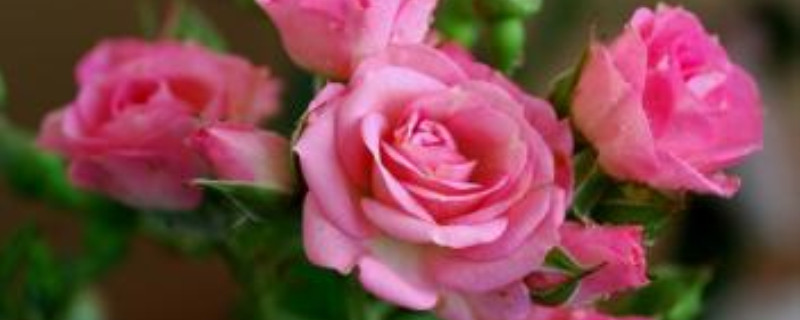 粉玫瑰的花语是什么